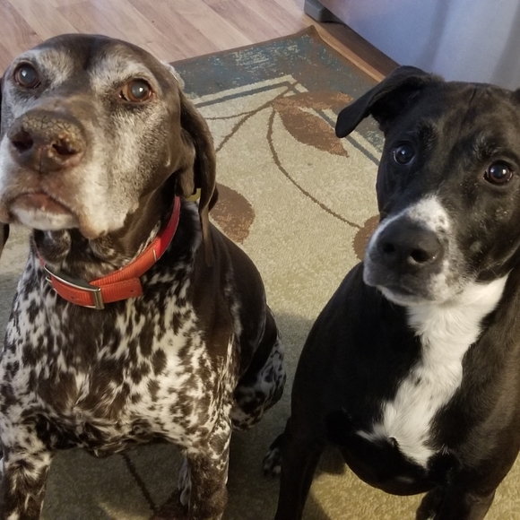 Help my dog rambo - Picture 7 of 8